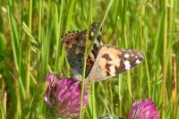 Vanessa cardui