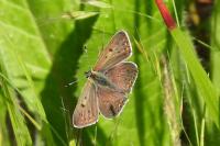 Lycaena tityrus