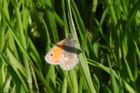 Coenonympha pamphilus