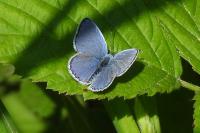 Polyommatus icarus