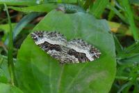 Epirrhoe alternata