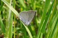 Cupido minimus