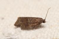 Syndemis musculana