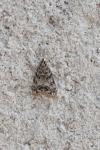 Eudonia lacustrata