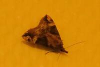 Hypena obsitalis