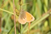 Coenonympha pamphilus