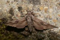 Hyloicus pinastri