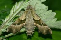 Proserpinus proserpina