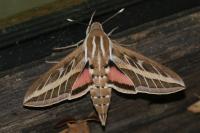 Hyles livornica