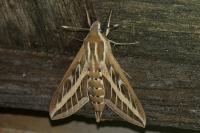 Hyles livornica