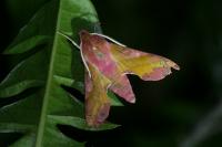 Deilephila porcellus