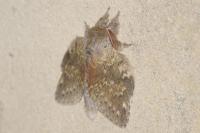 Stauropus fagi
