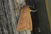 Mythimna albipuncta