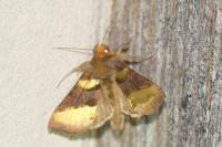 Diachrysia chrysitis