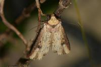 Axylia putris