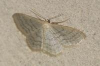Idaea subsericeata
