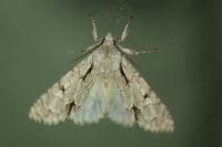 Acronicta sp (psi/tridens)