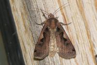 Xestia c-nigrum
