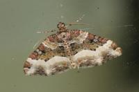Euphyia unangulata