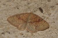 Cyclophora porata