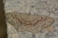 Cyclophora pendularia