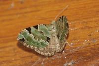 Colostygia pectinataria