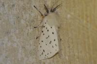 Spilosoma lubricipeda