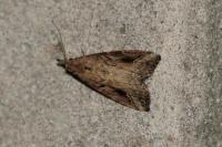 Schrankia costaestrigalis