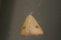 Rivula sericealis