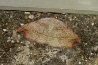Laspeyria flexula
