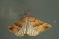 Hypena proboscidalis