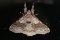 Calliteara pudibunda