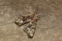 Oligia strigilis/versicolor
