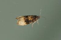 Hedya ochroleucana