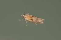 Eucosma