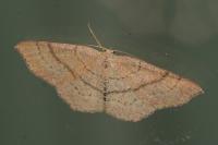 Cyclophora ruficiliaria