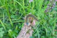 Malacosoma neustria