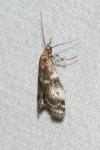 Assara terebrella