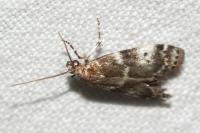 Assara terebrella