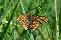Euphydryas aurinia