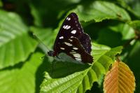 Limenitis reducta