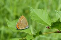 Satyrium pruni