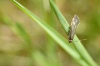 Glyphipterix fuscoviridella