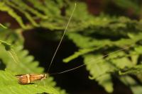 Nemophora degeerella