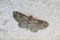 Pasiphila rectangulata