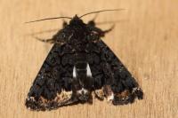 Catephia alchymista