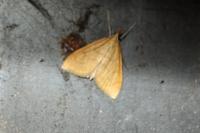Anania crocealis