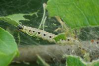Yponomeuta malinellus