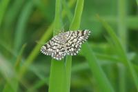 Chiasmia clathrata