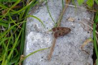 Agrotis exclamationis